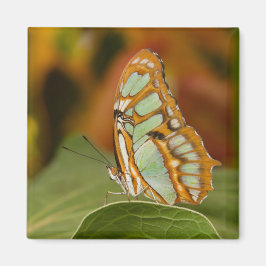 Malachit am Rande eines Blattes Magnet