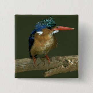 Malachit-Eisvogel Button