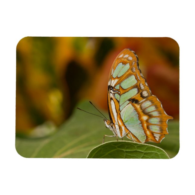 Malachite Butterfly Magnet (Horizontal)