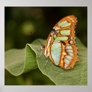 Malachite butterfly perched on a leaf poster