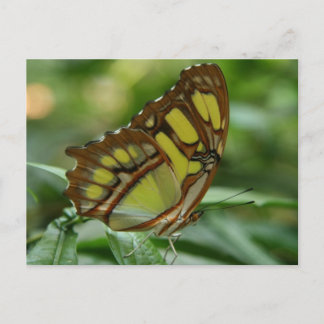 Malachite Butterfly Postcard Postkarte