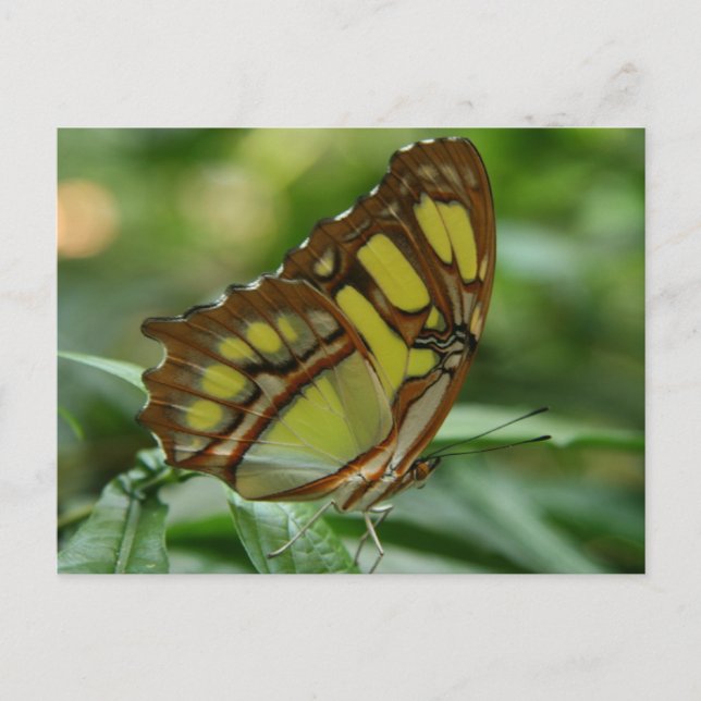 Malachite Butterfly Postcard Postkarte (Vorderseite)