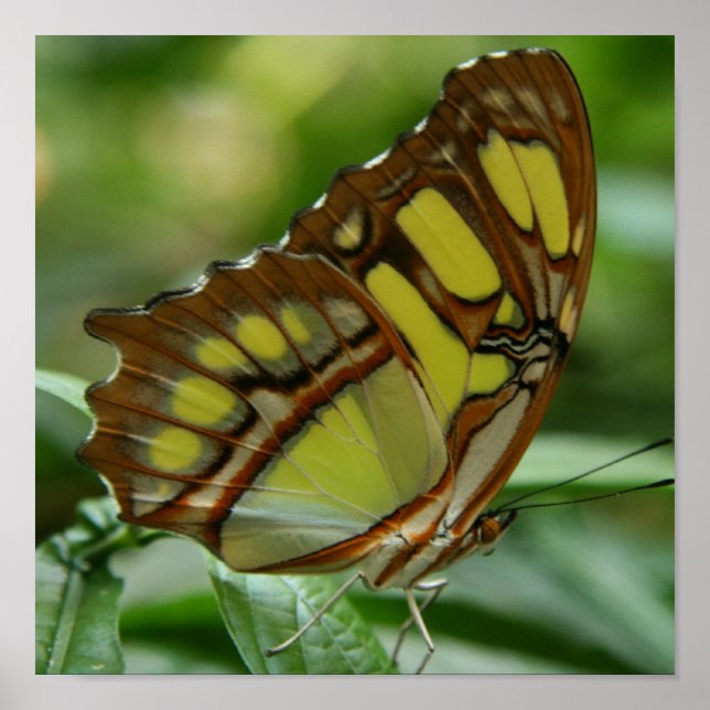 Malachite Butterfly Poster Print (Vorne)