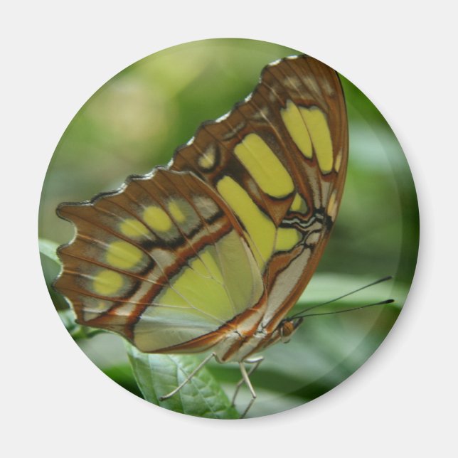 Malachite Butterfly Round Magnet (Vorne)