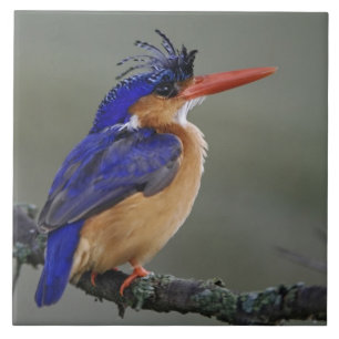 Malachite Eisvogel, Alcedo cristata, See Fliese
