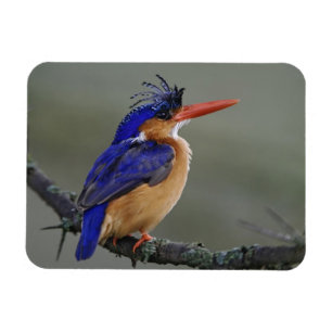 Malachite Eisvogel, Alcedo cristata, See Magnet
