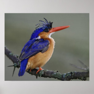 Malachite Eisvogel, Alcedo cristata, See Poster