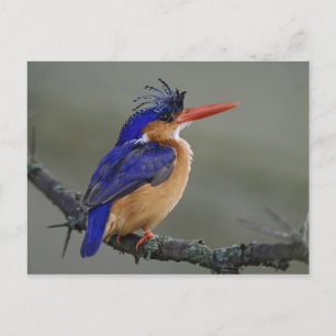 Malachite Eisvogel, Alcedo cristata, See Postkarte
