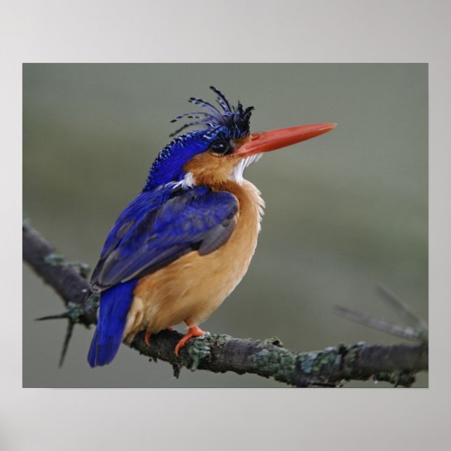 Malachite Kingfisher, Alcedo cristata, Lake Poster (Vorne)