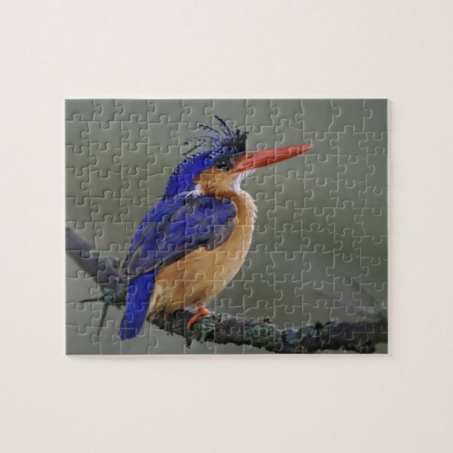 Malachite Kingfisher, Alcedo cristata, Lake Puzzle (Horizontal)