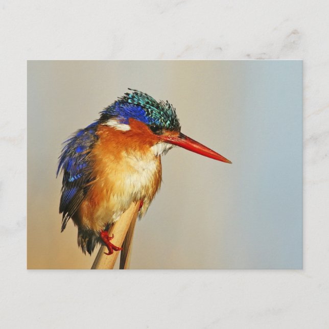 Malachite Kingfisher Postkarte (Vorderseite)