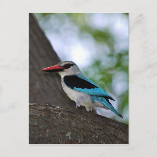 Malachite Kingfisher Südafrika Postkarte (Vorderseite)