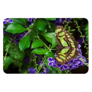 Malachitenschmetterling auf lila Blume Magnet