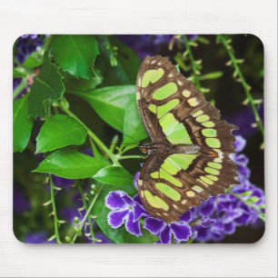 Malachitenschmetterling auf lila Blume Mousepad