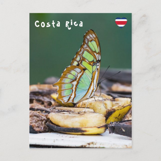 Malachiter-Schmetterling - Costa Rica Postkarte (Vorderseite)