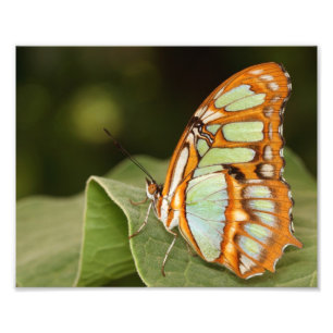Malachitschmetterling auf einem Blatt Fotodruck