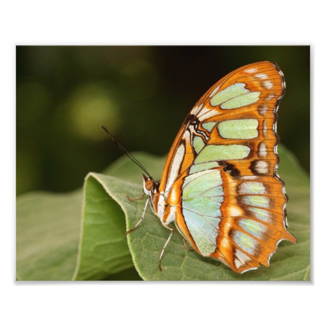 Malachitschmetterling auf einem Blatt Fotodruck (Vorne)