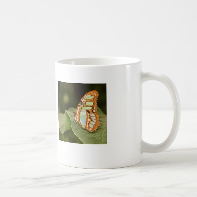 Malachitschmetterling auf einem Blatt Kaffeetasse (Rechts)