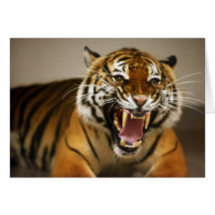 Malaiische Karte des Tigers #2