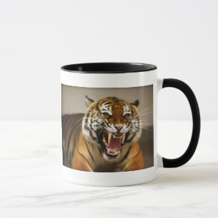 Malaiische Tasse des Tigers #2