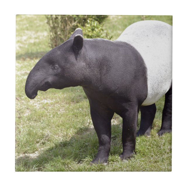 Malaiischer Tapir auf Gras Fliese (Vorderseite)