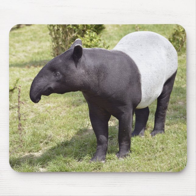Malaiischer Tapir auf Gras Mousepad (Vorne)