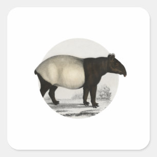 Malaiischer Tapir - Vintage-Säugetier Quadratischer Aufkleber