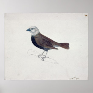 Malakka Crossbeak Poster