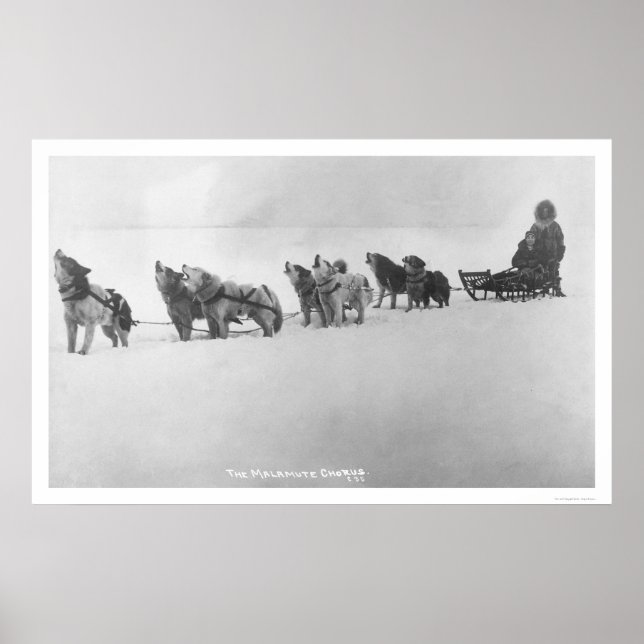 Malamute Chorus Alaska 1920 Poster (Vorne)