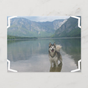 Malamute Hunde Postkarte