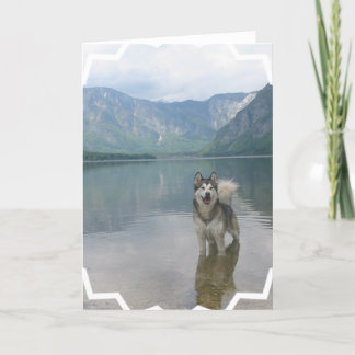 Malamute-Hundegruß-Karte Karte