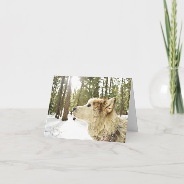Malamute in Snowy Woods Feiertagskarte (Vorderseite)