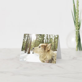 Malamute in Snowy Woods Feiertagskarte