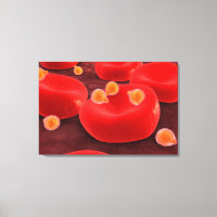 Malaria-Parasiten in den roten Blutkörperchen