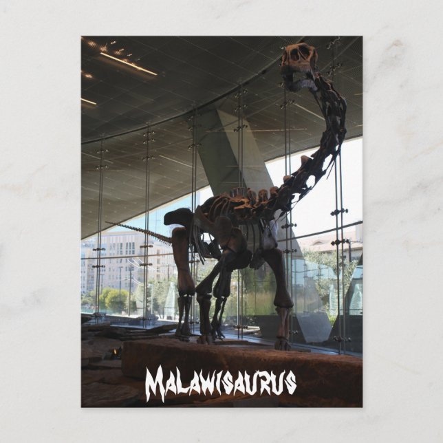 Malawisaurus Postkarte (Vorderseite)