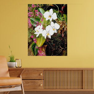 Malayan Moth Orchid und ein amerikanischer Climber Poster