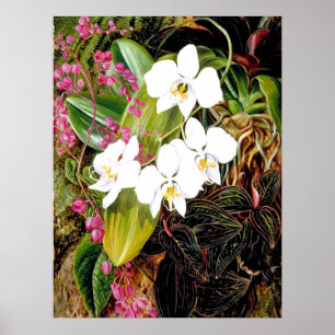Malayan Moth Orchid und ein amerikanischer Climber Poster