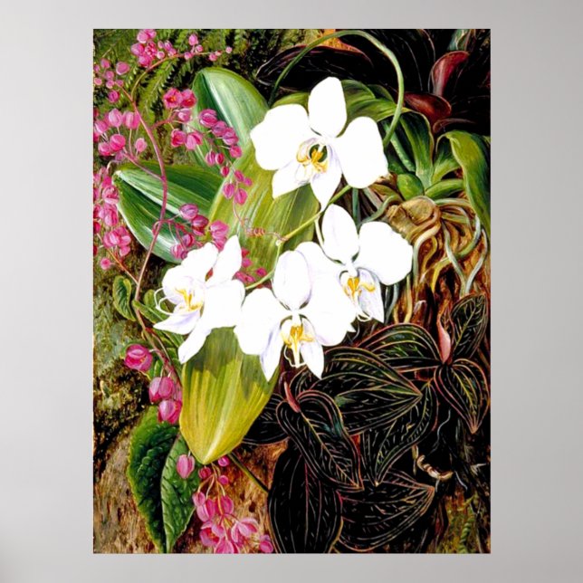 Malayan Moth Orchid und ein amerikanischer Climber Poster (Vorne)