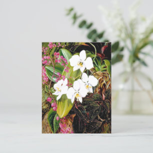 Malayan Moth Orchid und ein amerikanischer Climber Postkarte