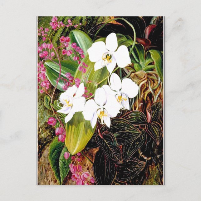 Malayan Moth Orchid und ein amerikanischer Climber Postkarte (Vorderseite)