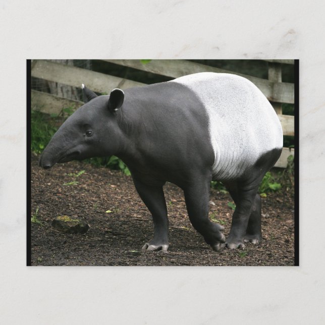 Malayan Tapir Postcard Postkarte (Vorderseite)