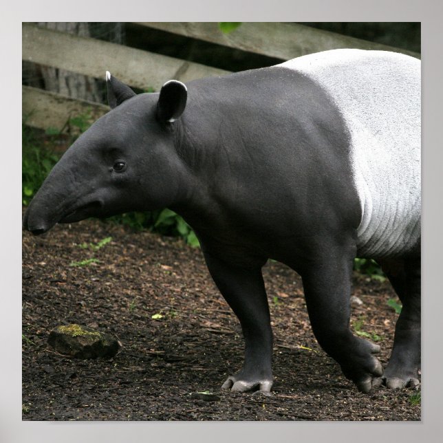Malayan Tapir Poster (Vorne)