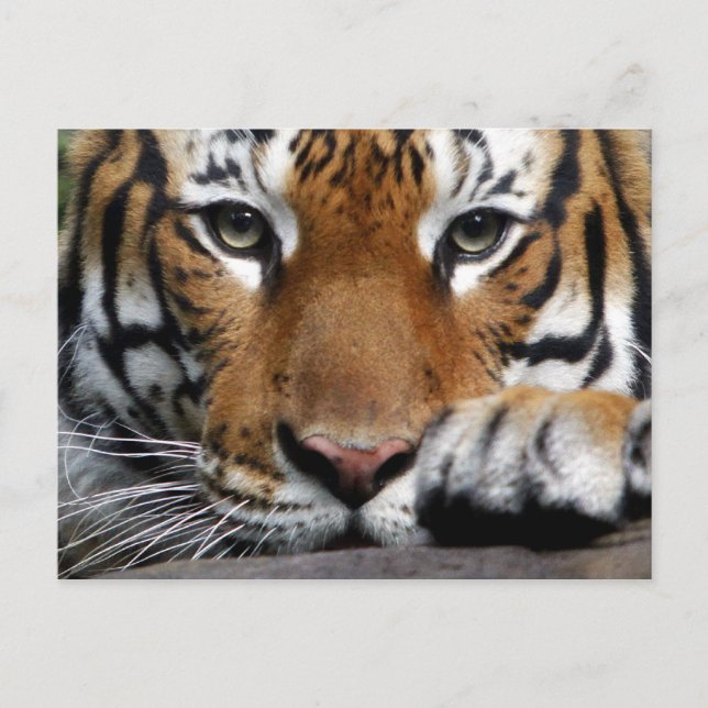 Malayan Tiger #3 Postkarte (Vorderseite)