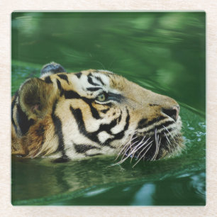 Malayan Tiger Face Schwimmen Glasuntersetzer