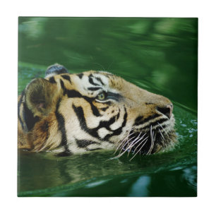 Malayan Tiger Swimming Headshot Fliese