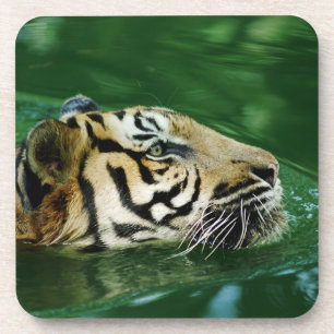 Malayan Tiger Swimming Headshot Getränkeuntersetzer