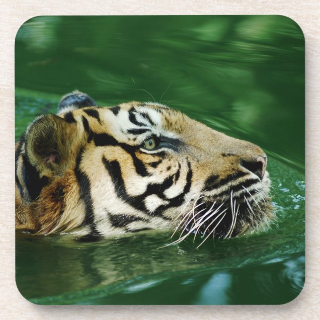 Malayan Tiger Swimming Headshot Getränkeuntersetzer (Vorderseite)