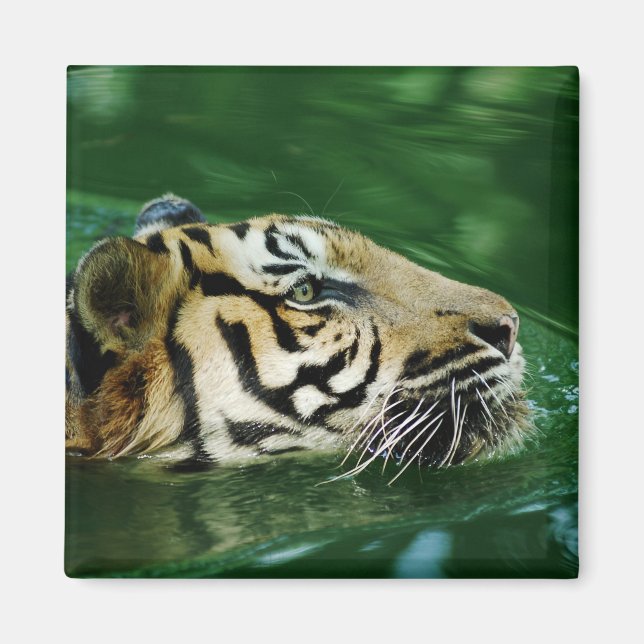 Malayan Tiger Swimming Headshot Magnet (Vorne)