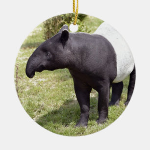 Malayischer Tapir auf Gras Keramikornament