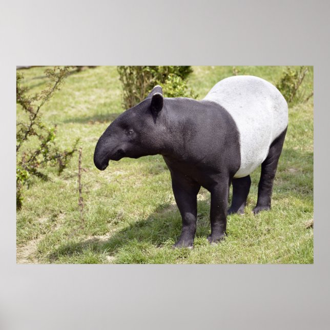 Malayischer Tapir auf Gras Poster (Vorne)